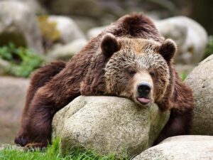 Спящий медведь фото